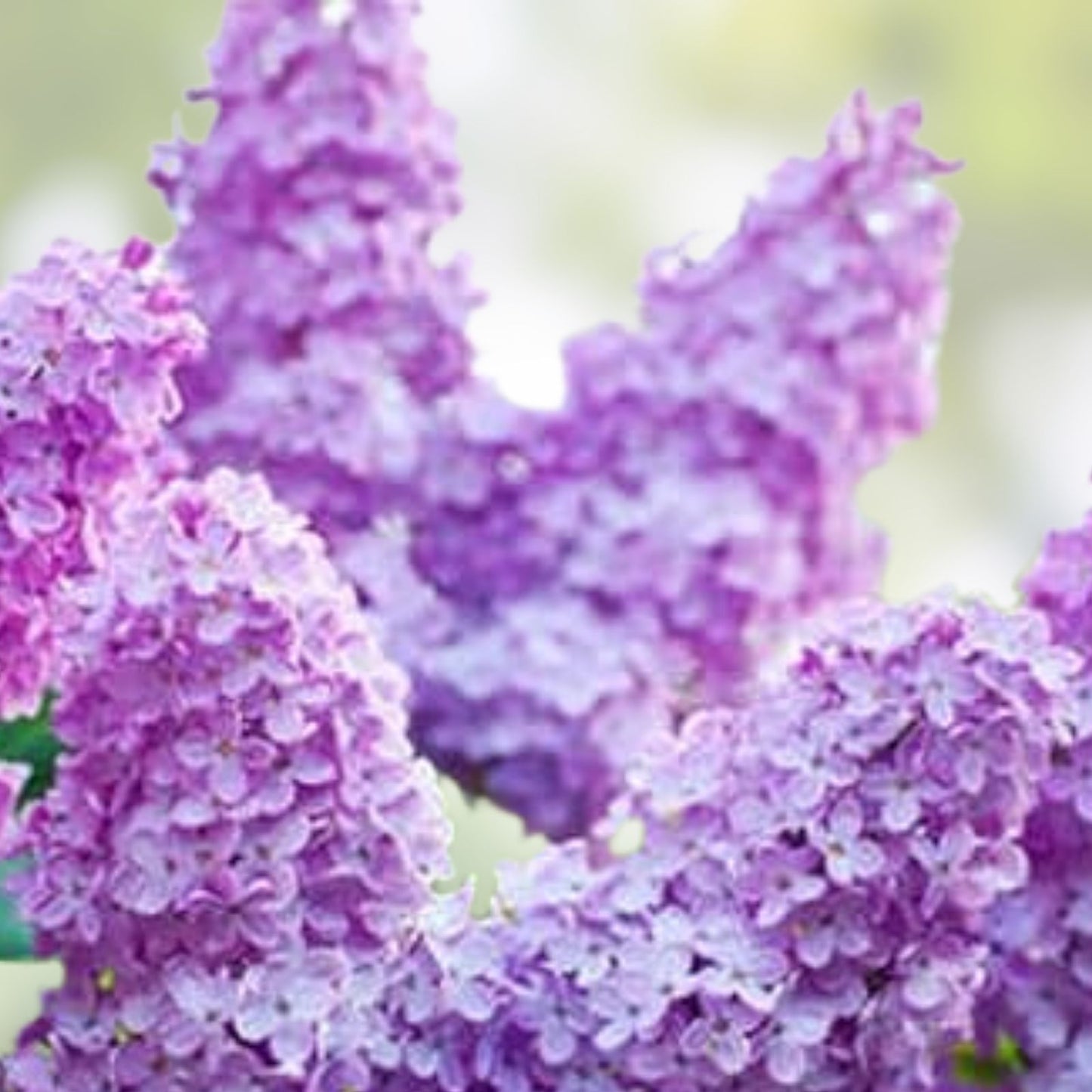 Lilac Bush Live Plant Syringa vulgaris Bare Root Purple Flowering Shrub for Garden Landscaping