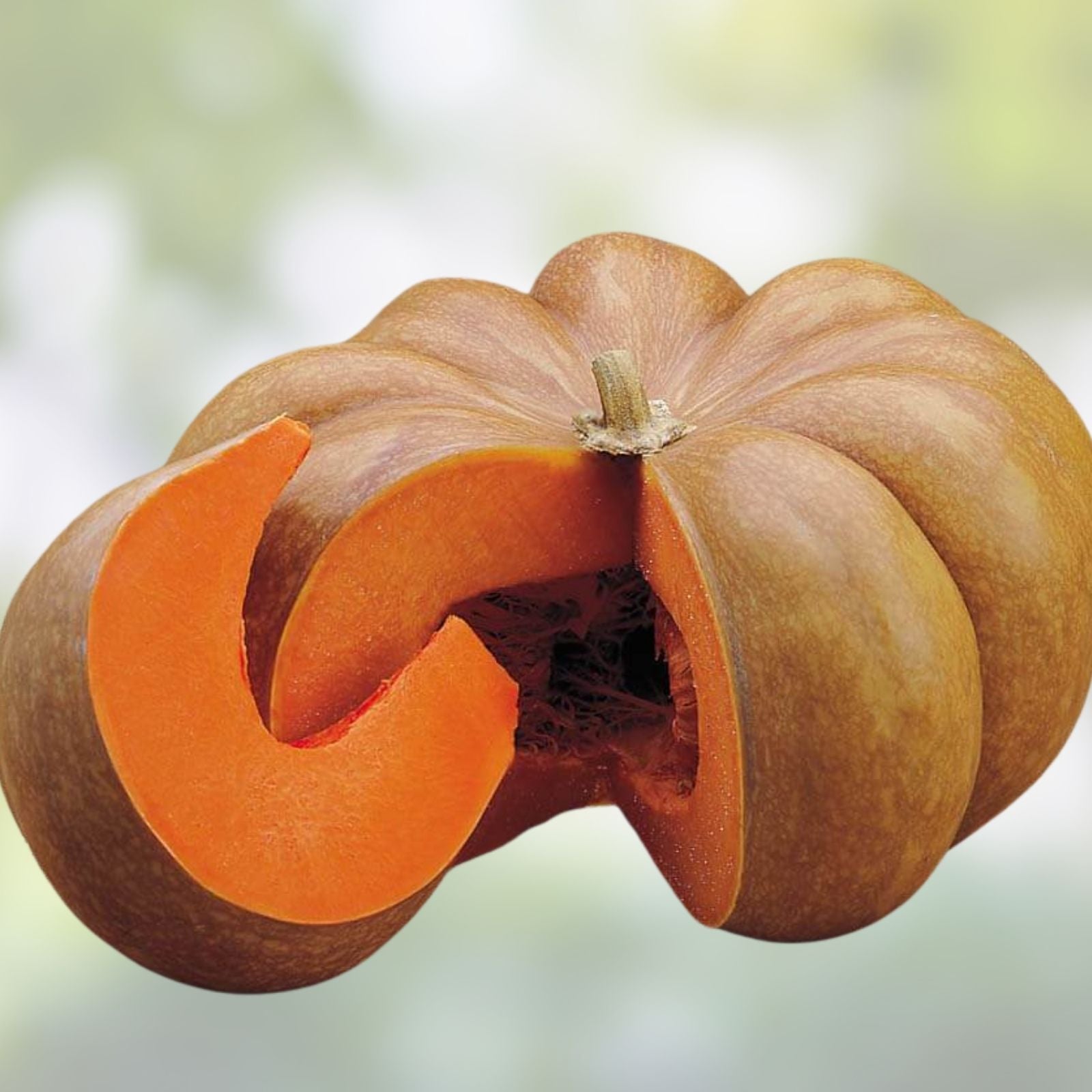 Musquee De Provence Pumpkin Seeds, Organic Heirloom Winter Squash, Live Plant or Seed, Home Garden, USA Grown, Starter or Cutting