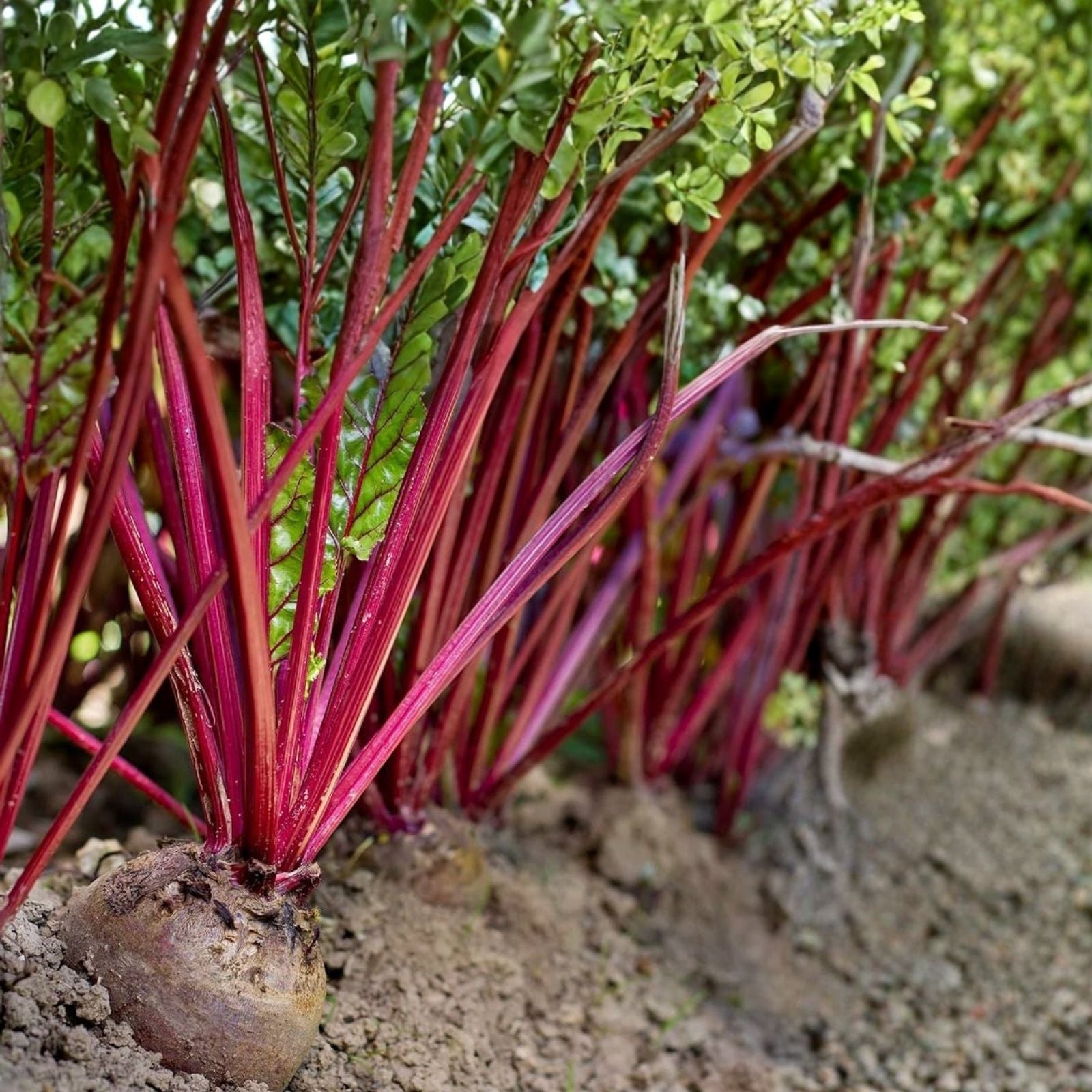 Beet Seeds 500 Count Early Wonder Heirloom Organic Vegetable Garden Seeds Beta vulgaris