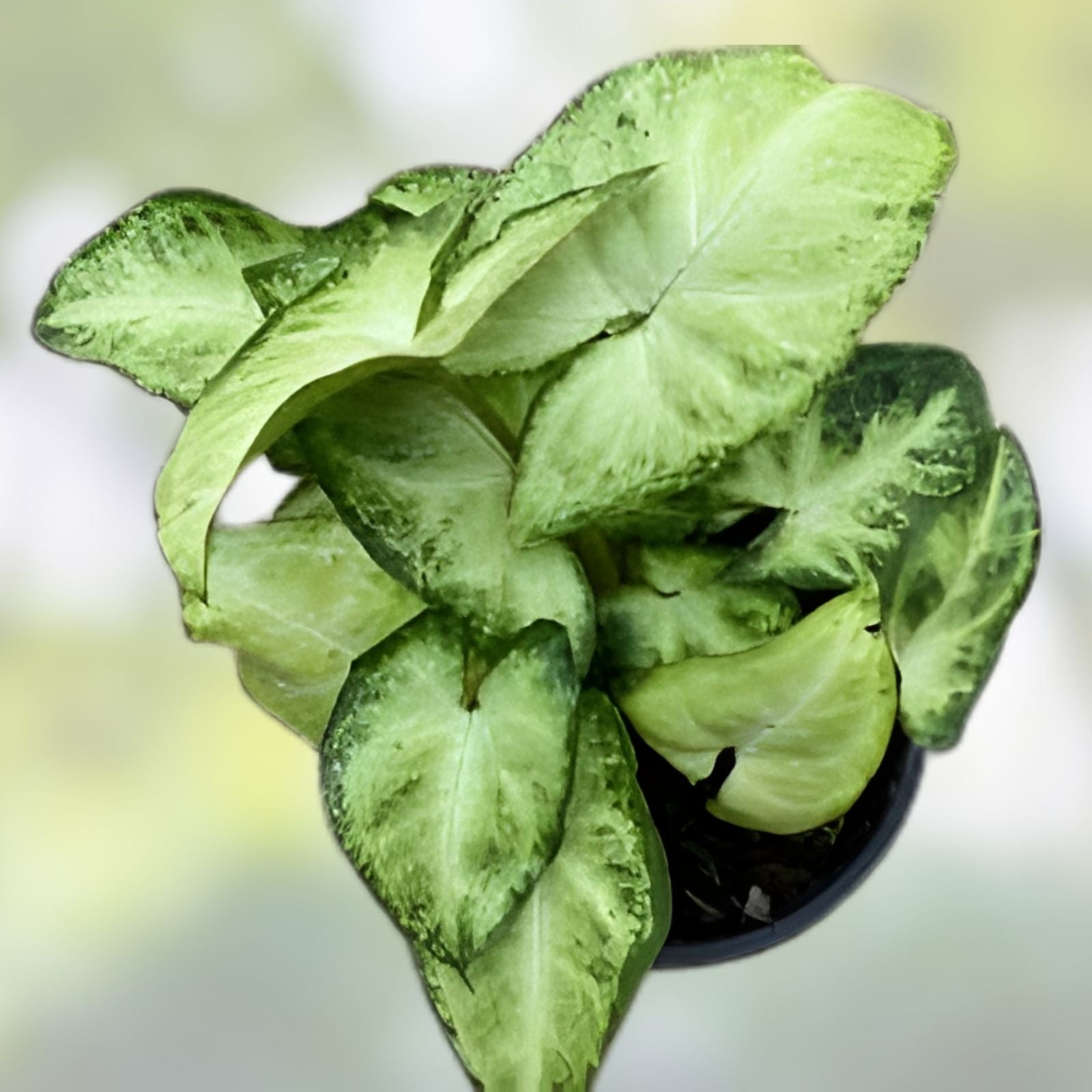Syngonium Podophyllum White Butterfly Indoor Houseplant, Variegated Green and White Arrowhead Vine, Easy Care Tropical Plant