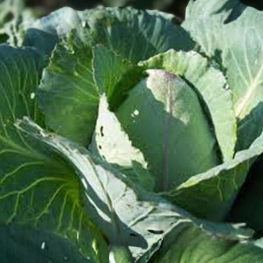 Heirloom Cabbage Seeds Charleston Wakefield Non-GMO Organic Vegetable Gardening Brassica oleracea 500 Pack