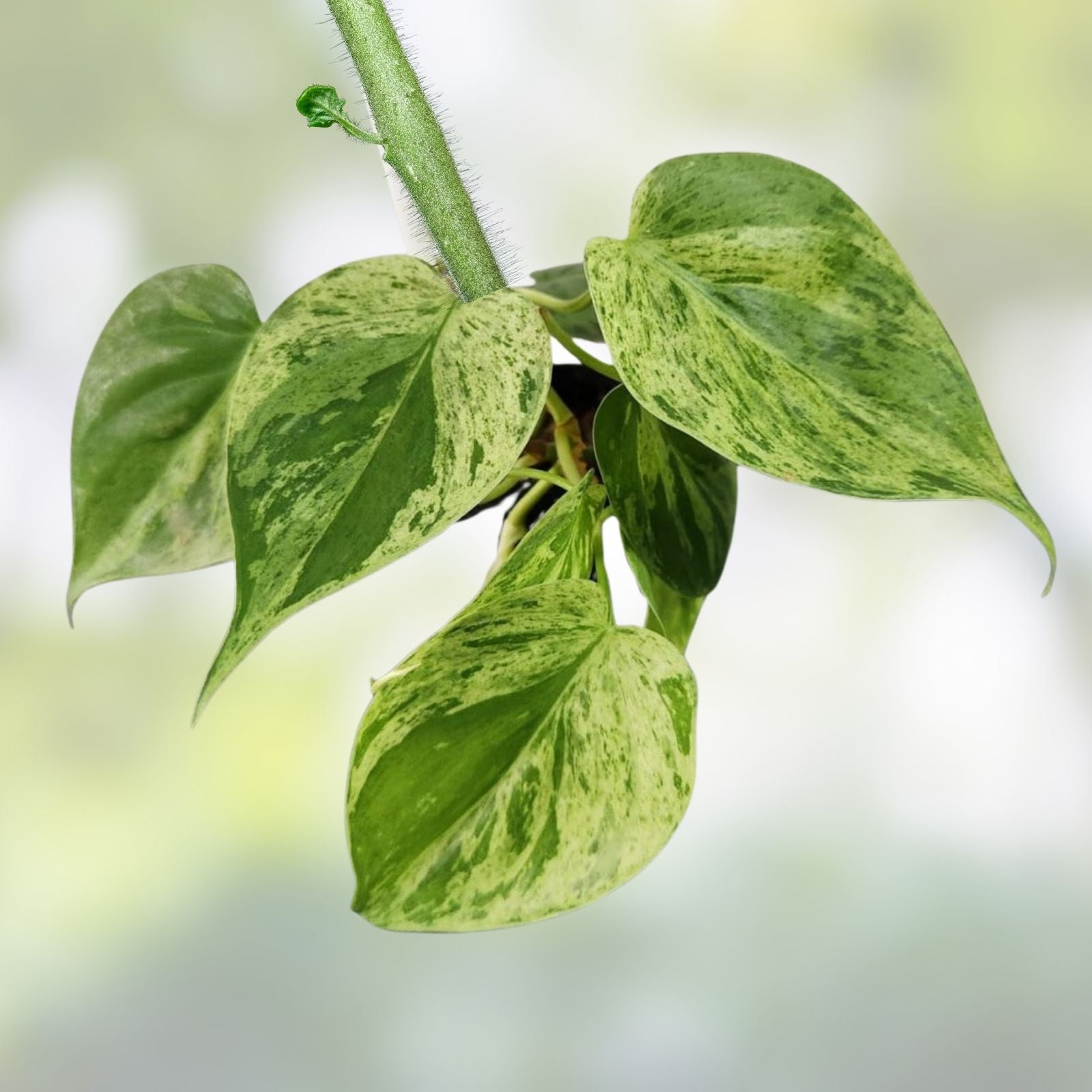Variegated Heart Leaf Philodendron Plant – Indoor Houseplant with Green White Foliage, Hederaceum Variegated, Live Cutting or Starter Plant
