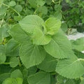 Cuban Oregano Cuttings - 8 Unrooted Stems - Mexican Mint Herb Plant - Coleus amboinicus for Cooking & Aromatherapy - Fresh Stock