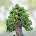 Operculicarya decaryi Tree - 4.5 Year Old Succulent with Gnarly Caudex - Unique Indoor & Outdoor Plant
