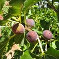 Fig Tree Cuttings Set 6 Takoma Violet Ficus carica Edible Fruit Indoor Outdoor Garden Plant