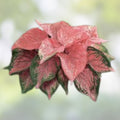 Kousa Dogwood Seeds 30 Pack - Cornus kousa Ornamental Tree Seeds for Garden Landscaping and Planting