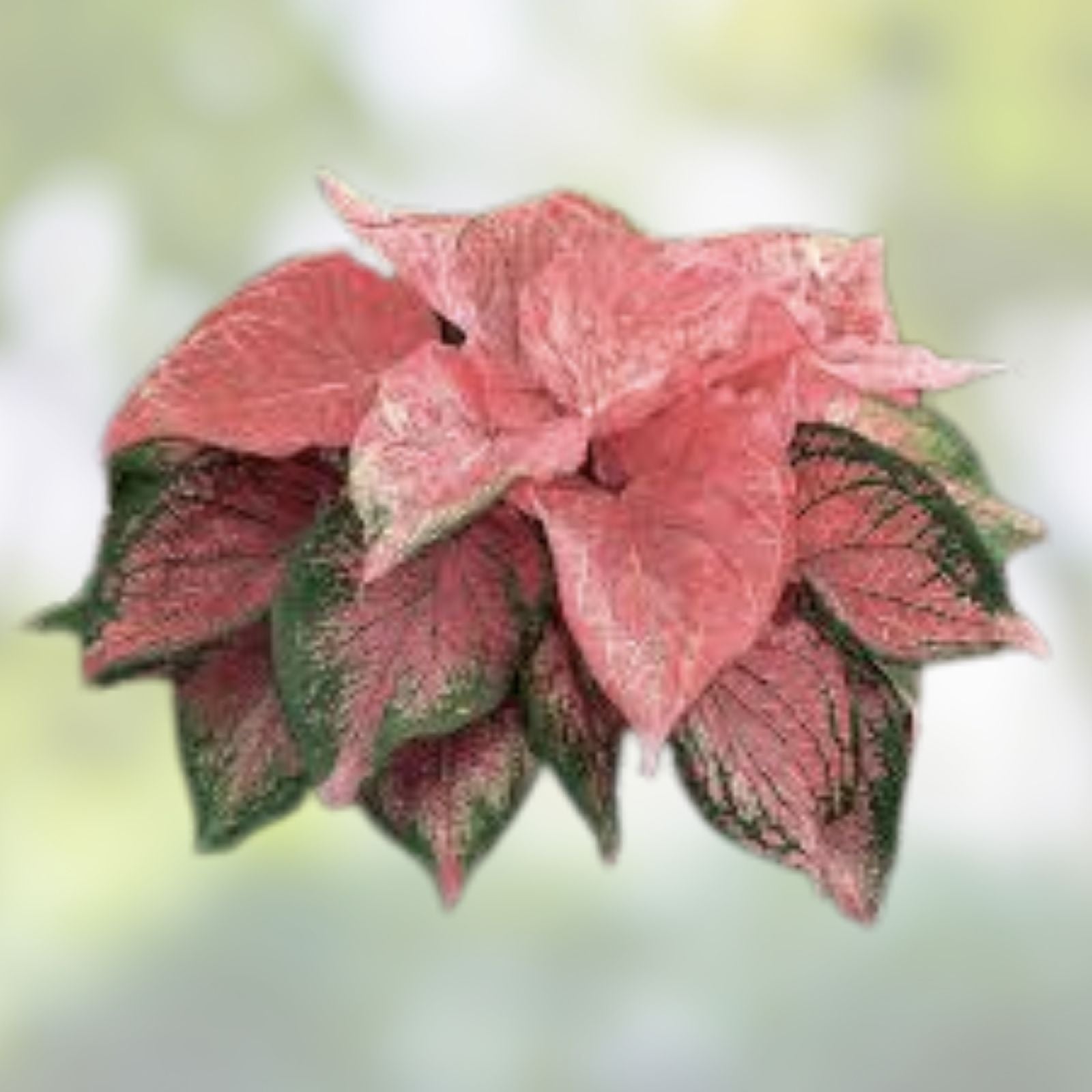 Kousa Dogwood Seeds 30 Pack - Cornus kousa Ornamental Tree Seeds for Garden Landscaping and Planting