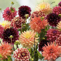 Sleeping Grass Seeds 50 Pack - Mimosa pudica Sensitive Plant Live Seed Kit for Indoor Garden