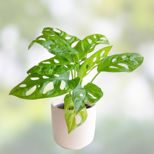 Monstera Peru Plant Cuttings Tropical Houseplant Monstera adansonii Indoor Plant Starter
