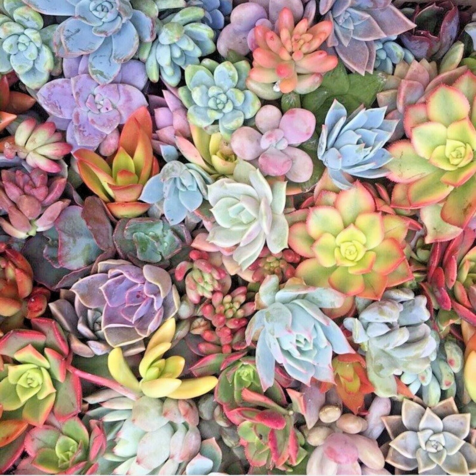 Live Succulent Cuttings 15 Varieties Echeveria Aloe Sedum Planting Crafting Decor