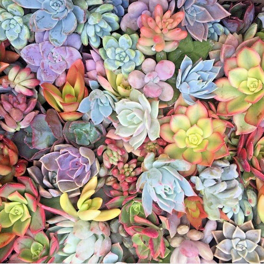 Live Succulent Cuttings 15 Varieties Echeveria Aloe Sedum Planting Crafting Decor