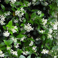 Star Jasmine Cuttings - Unrooted Stem Clippings - Fragrant Climbing Plant - Trachelospermum jasminoides