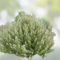 Desert Sweet Fern Bush Seeds – Native Medicinal Hedge Shrub, C. millefolium, Drought Tolerant Perennial Plant Seeds