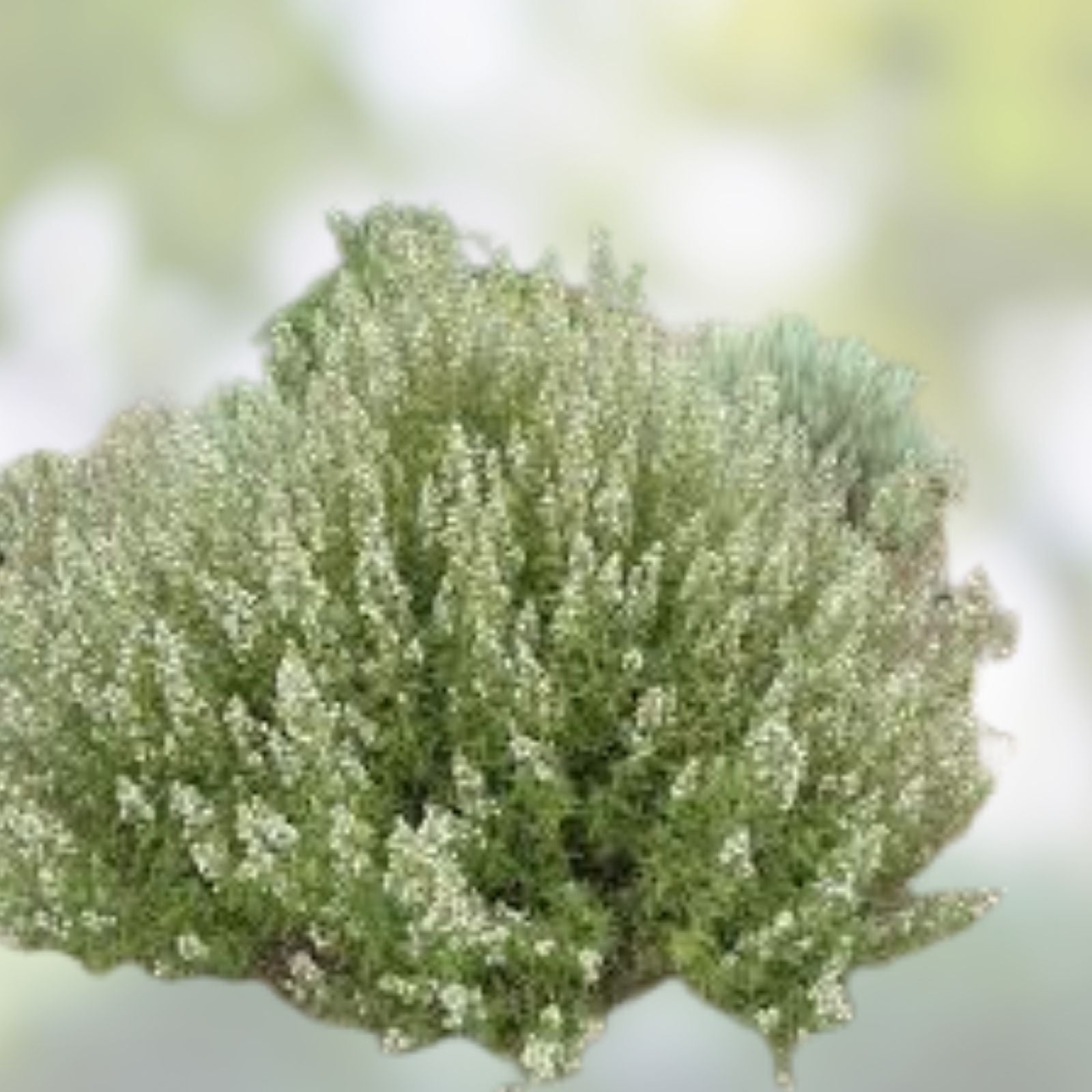 Desert Sweet Fern Bush Seeds – Native Medicinal Hedge Shrub, C. millefolium, Drought Tolerant Perennial Plant Seeds