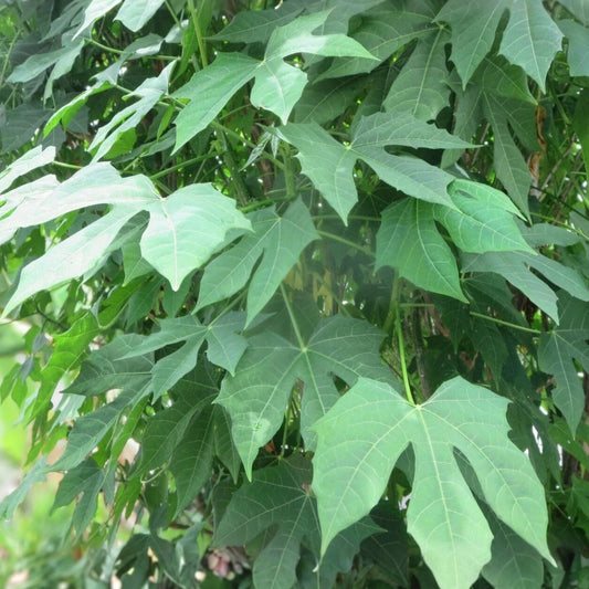 Maple Leaf Chaya Cuttings 7 Pieces Organic Edible Plant Cnidoscolus chayamansa Vegetables Houseplant Fast Growing
