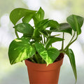 Golden Pothos Cuttings - Pothos aureus Houseplant - 3-6" Rooted Plantlets - Indoor Outdoor Live Plant