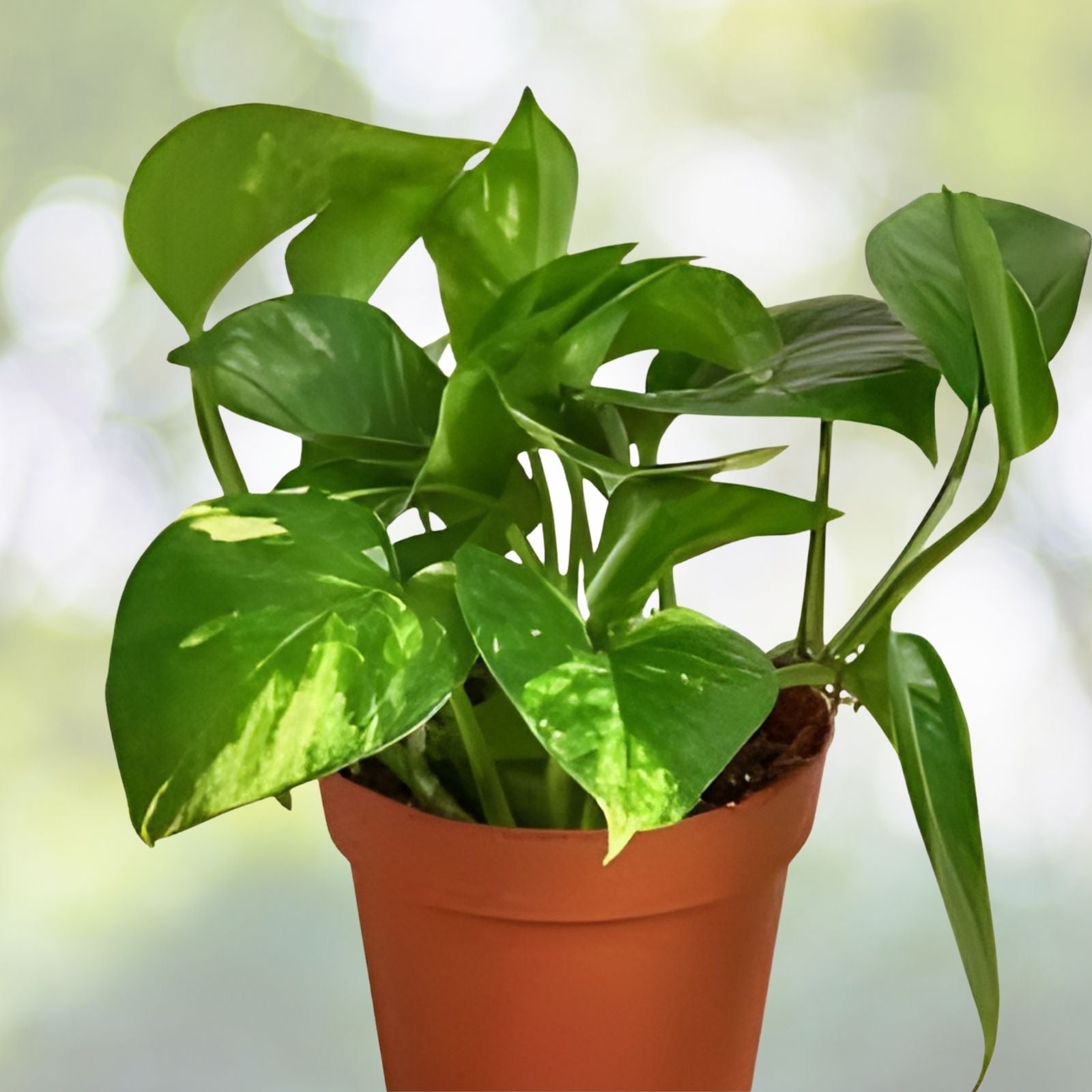 Golden Pothos Cuttings - Pothos aureus Houseplant - 3-6" Rooted Plantlets - Indoor Outdoor Live Plant