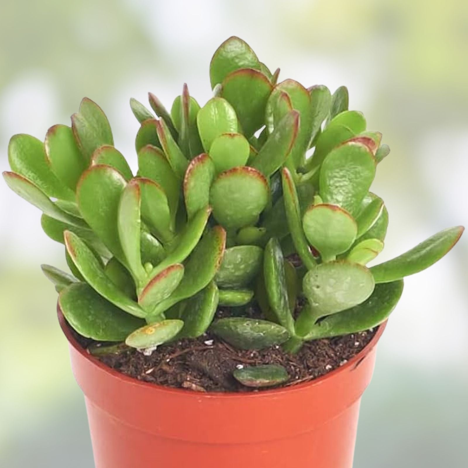 Jade Plant Succulent Cuttings 0.75-1 Inch Crassula ovata 2 Pack, Indoor Houseplant, Easy Care Green Starter Plant
