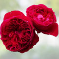 Rouge Royal Red Rose Cuttings – Live Plant Grafting Starter – Deep Red Flowering Rose Rosa 'Rouge Royal'