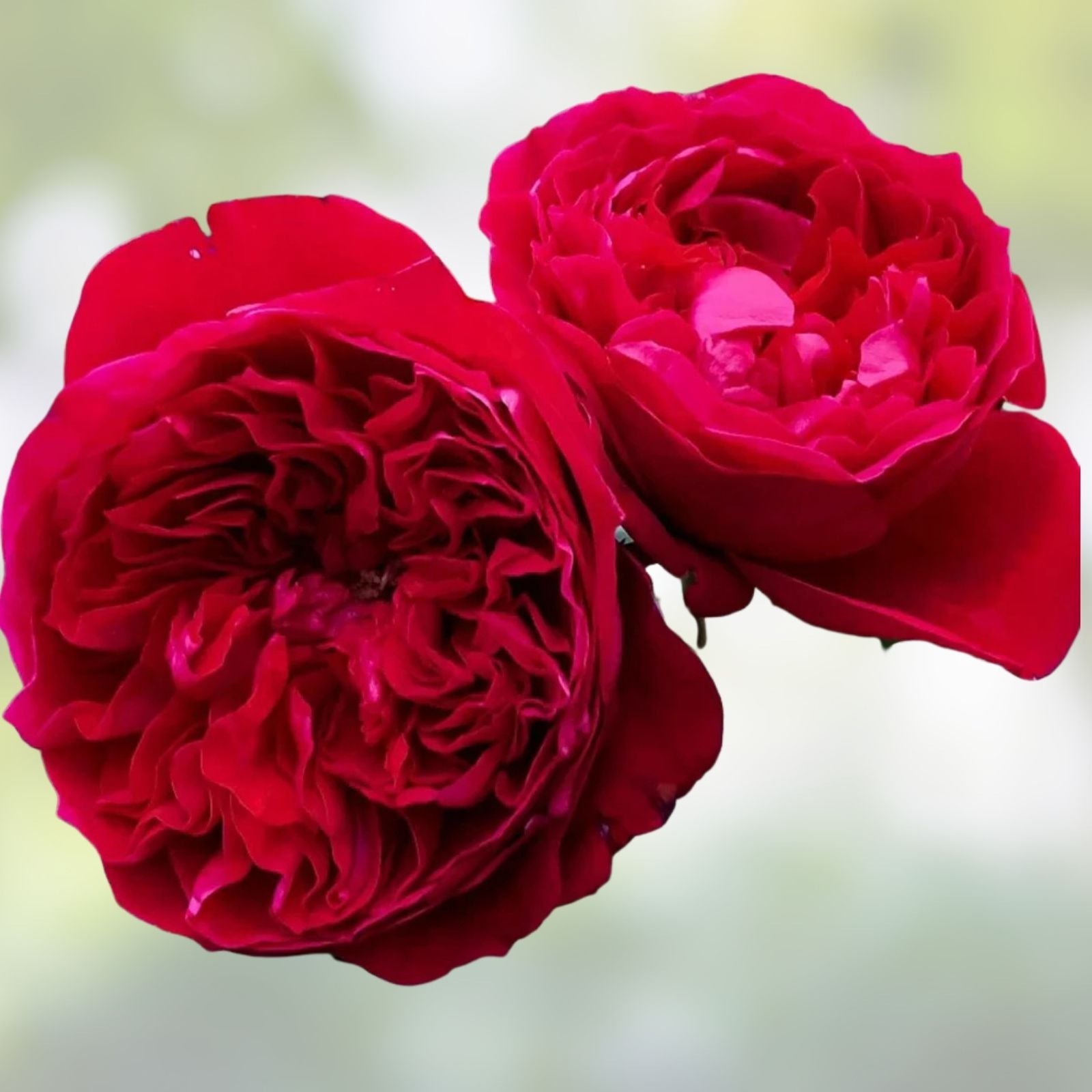 Rouge Royal Red Rose Cuttings – Live Plant Grafting Starter – Deep Red Flowering Rose Rosa 'Rouge Royal'