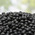 Green Asparagus Seeds 150+ Non-GMO Vegetable Seeds for Planting | Asparagus officinalis Garden Seeds | Fast Growing