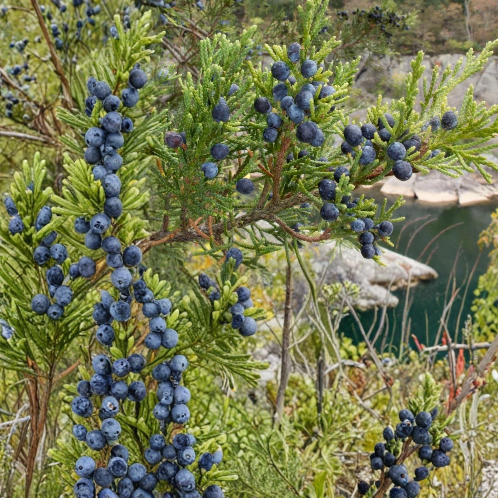 Eastern Red Cedar Trees 5 Pack, Juniperus Virginiana, Native Evergreen, Live Rooted Starter Plants for Gardens