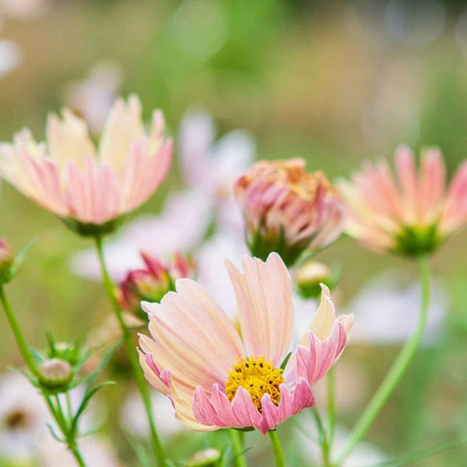 Cosmos Seeds 1,000 Pack Apricot Lemonade Cosmos bipinnatus Flower Seeds for Garden, Landscaping & Pollinator Attracting