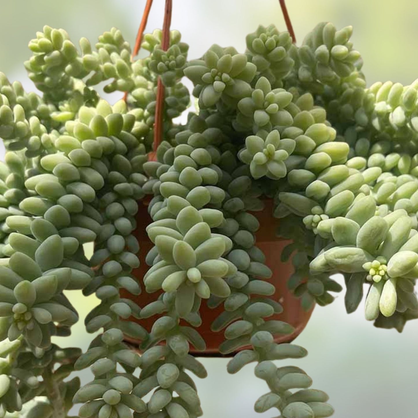 5" Donkey's Tail Succulent Cuttings - Sedum Morganianum Indoor Plant, Easy Care, Fast Growing Propagation