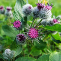 Burdock Live Starter Plant Arctium lappa Bare Root Herbal Taproot Hardy Zone 5-9 Houseplant or Garden Plant