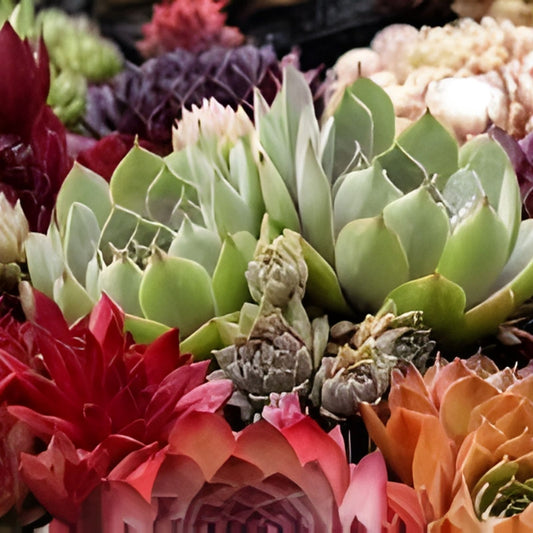 Hens and Chicks Succulent Seeds 30 Pack – Easy to Grow Sempervivum Garden Plants, Live Cactus & Succulent Cuttings