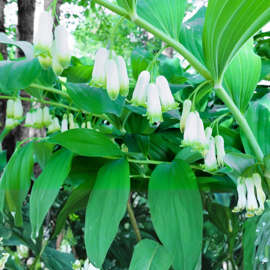 Great Solomon's Seal Seeds 30 Pack | Polygonatum biflorum Perennial Planting Seeds for Gardens & Landscaping