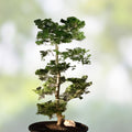 Hinoki Cypress Bonsai Tree Dwarf Nana Mame Shohin Chamaecyparis obtusa Miniature Conifer Plant