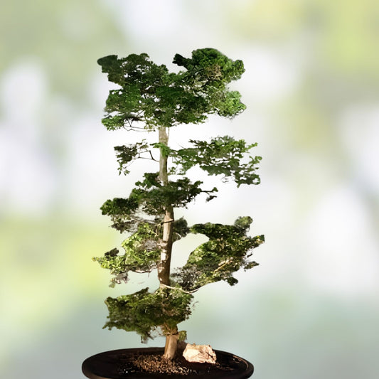 Hinoki Cypress Bonsai Tree Dwarf Nana Mame Shohin Chamaecyparis obtusa Miniature Conifer Plant