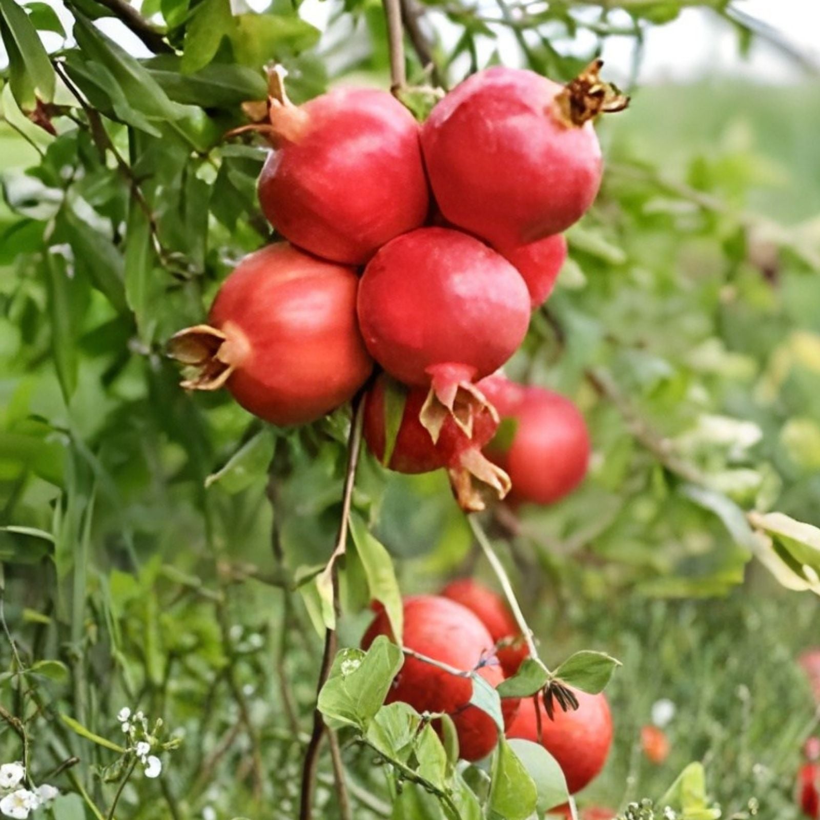 25 Pomegranate Seeds Punica granatum Sweet Edible Fruit for Home Garden Landscaping Live Plant Cutting
