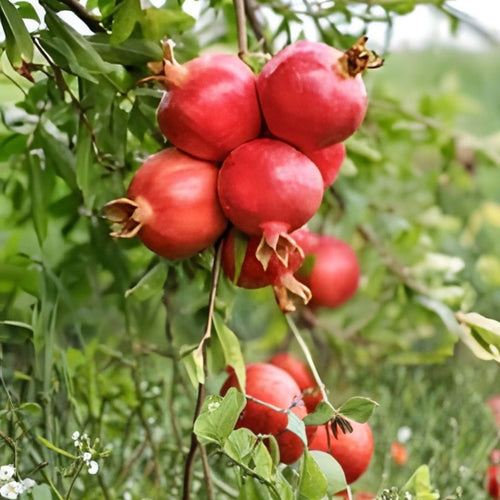 25 Pomegranate Seeds Punica granatum Sweet Edible Fruit for Home Garden Landscaping Live Plant Cutting