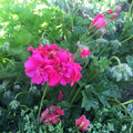Spiky Pink Bloom Pelargonium Geranium Live Plant Cutting 6" Exotic Indoor Houseplant Garden Decor