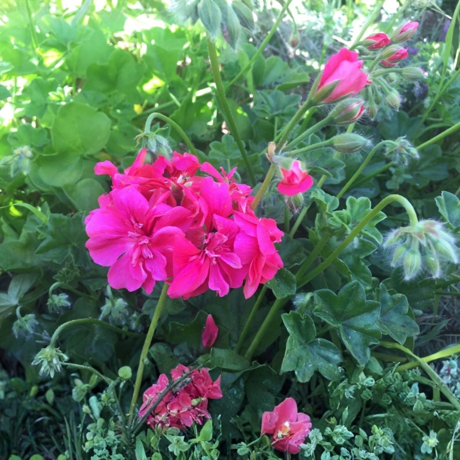 Spiky Pink Bloom Pelargonium Geranium Live Plant Cutting 6" Exotic Indoor Houseplant Garden Decor