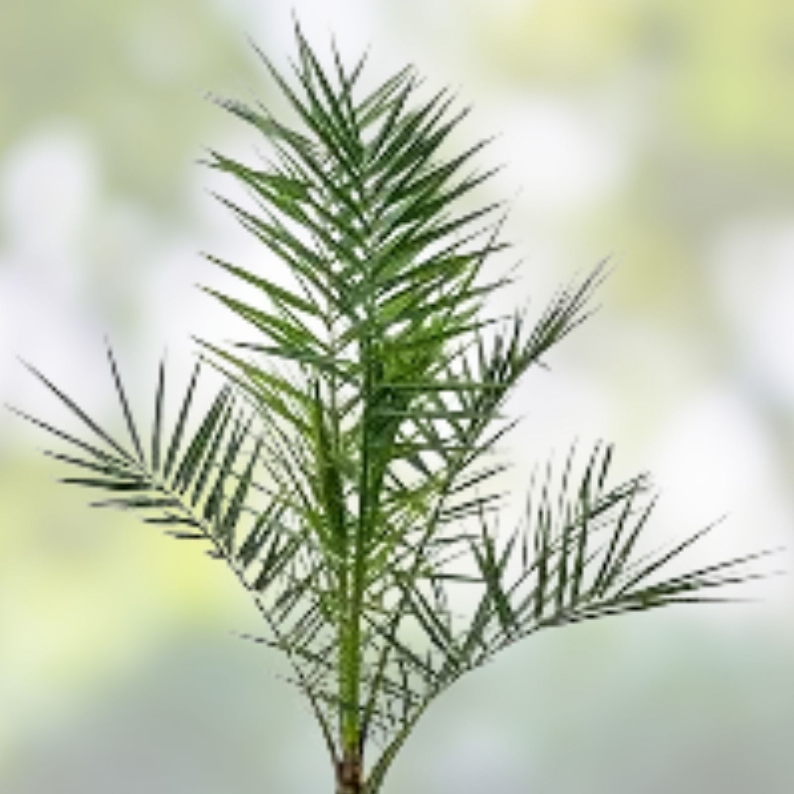Canary Island Date Palm Live Plant 11-12" Phoenix Canariensis Tropical Indoor Outdoor Foliage
