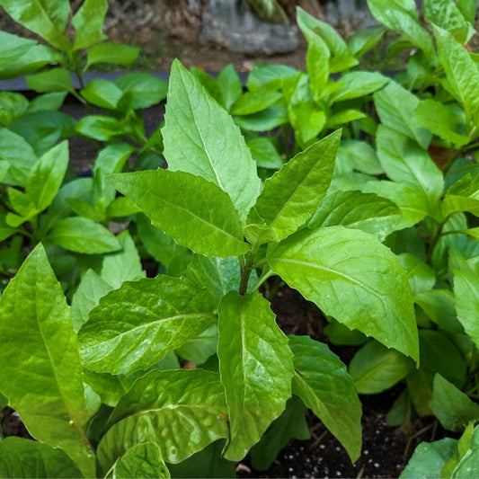 Longevity Spinach Cuttings Gynura procumbens Edible Greens 5-6 Inches Live Plantlets, Unrooted Starter Plants