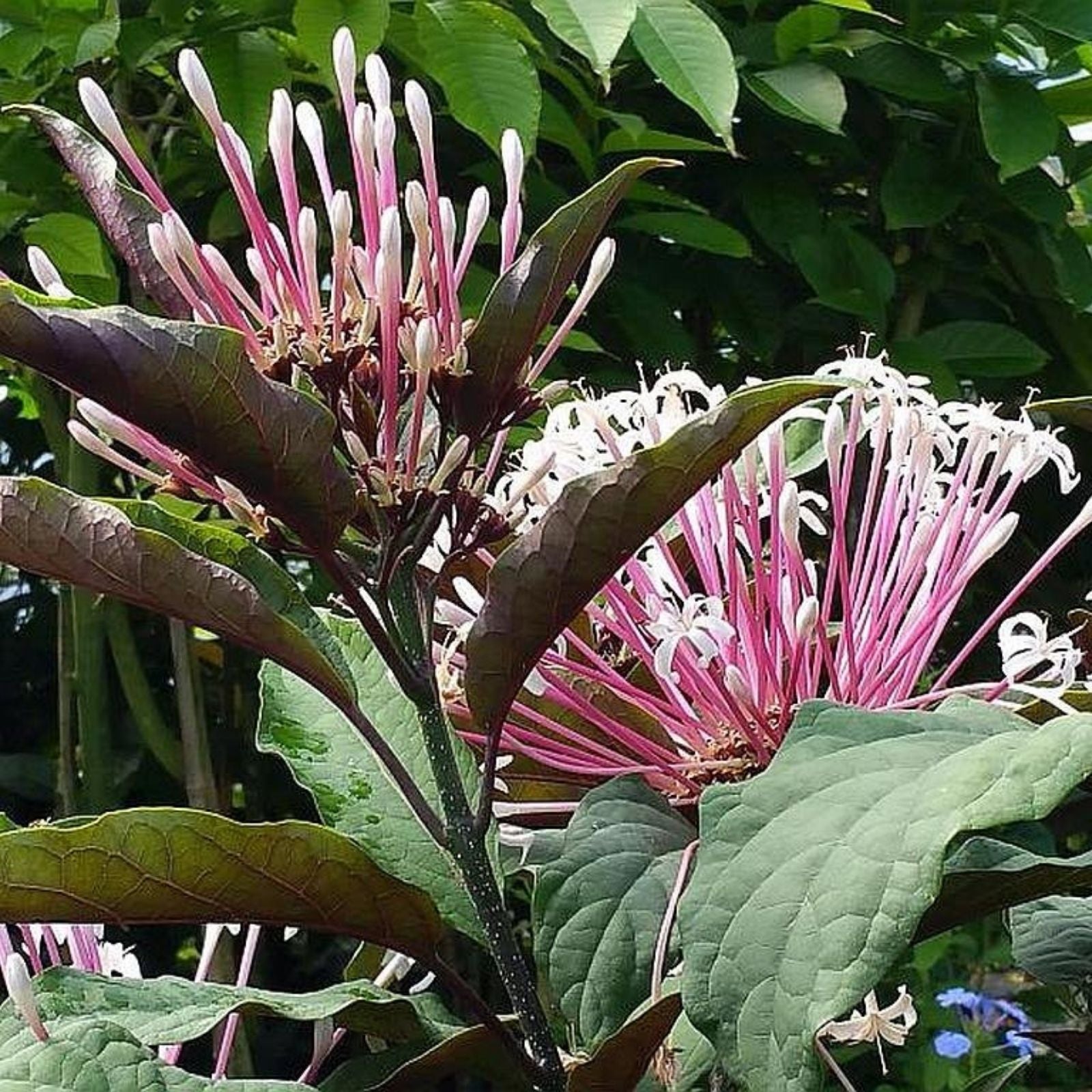 Clerodendrum Quadriloculare Shooting Star Plant Starter Live Potted Tropical Indoor Garden Houseplant