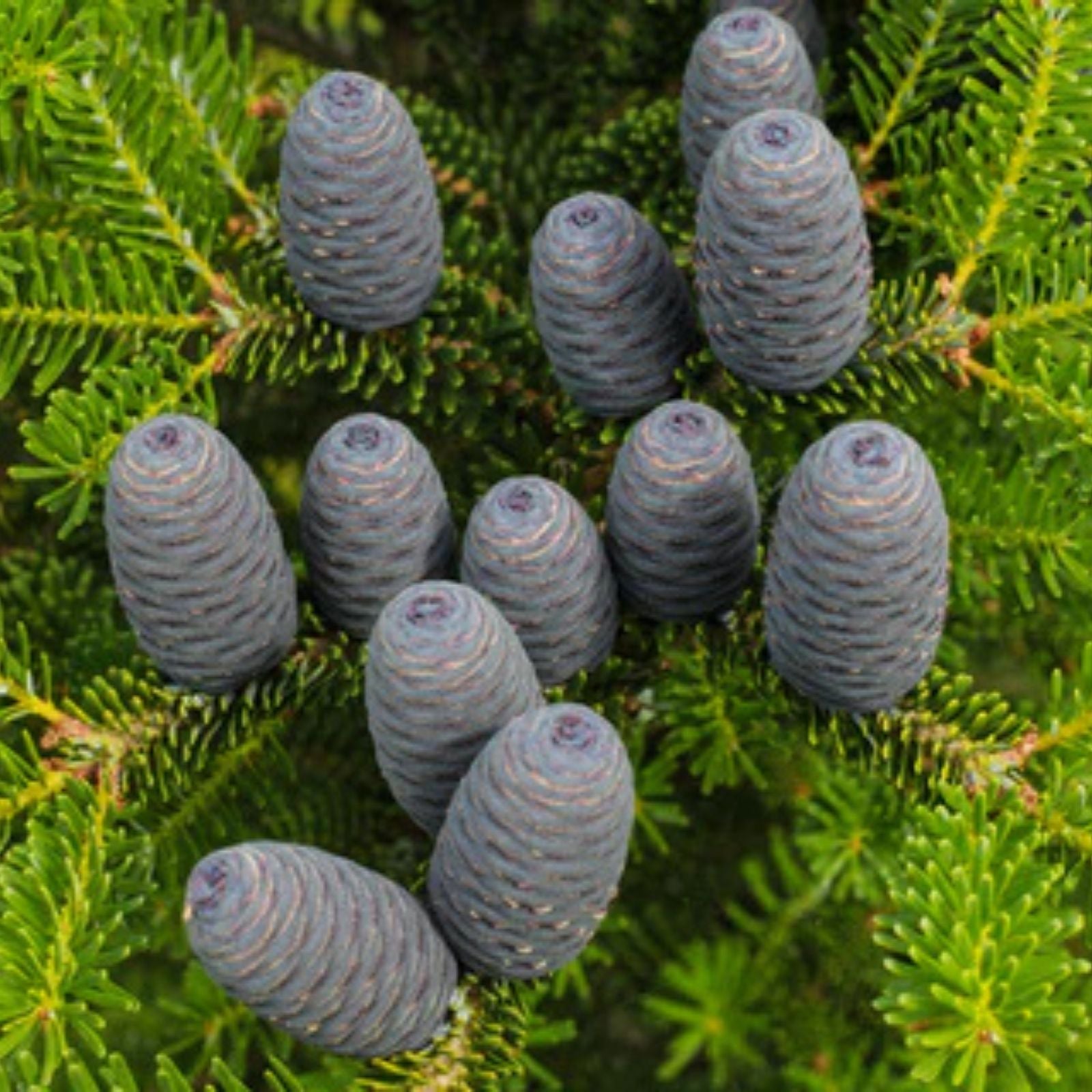 Butternut Tree Seeds 5 Pack – Exotic Nut Tree Seeds for Planting – Juglans cinerea – Fast Growing Fruit Tree Seeds