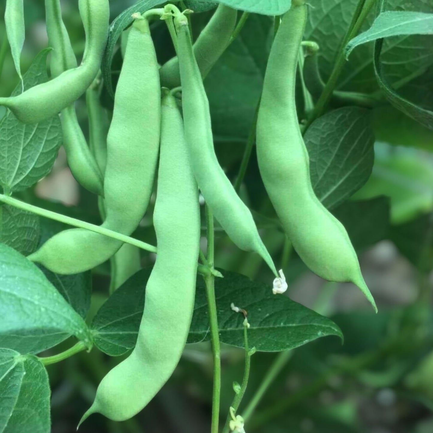 Heirloom Bean Seeds Mix Non-GMO Garden Collection 4 Varieties Phaseolus vulgaris Planting Seeds