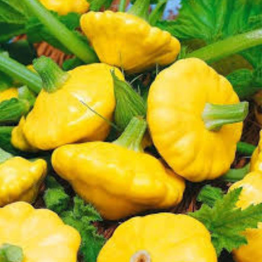Mashed Potato Squash Seeds 10 Pack – White Gourmet Cucurbita maxima Vegetable Seeds for Cooking & Gardening