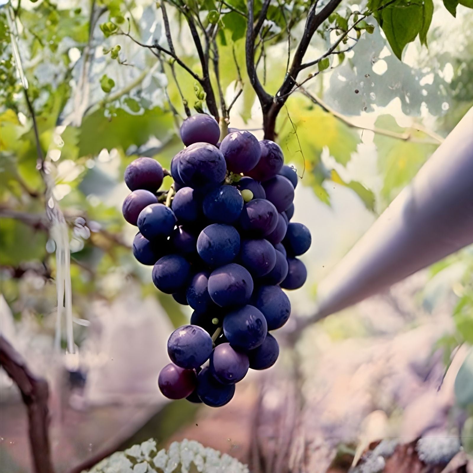 Organic Kyoho Grape Cuttings Vitis vinifera Live Plant Propagation Starter Bare Root