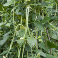 Celebrity Tomato Seeds 50 Pack - Disease Resistant Solanum lycopersicum Vegetable Seeds for Gardening