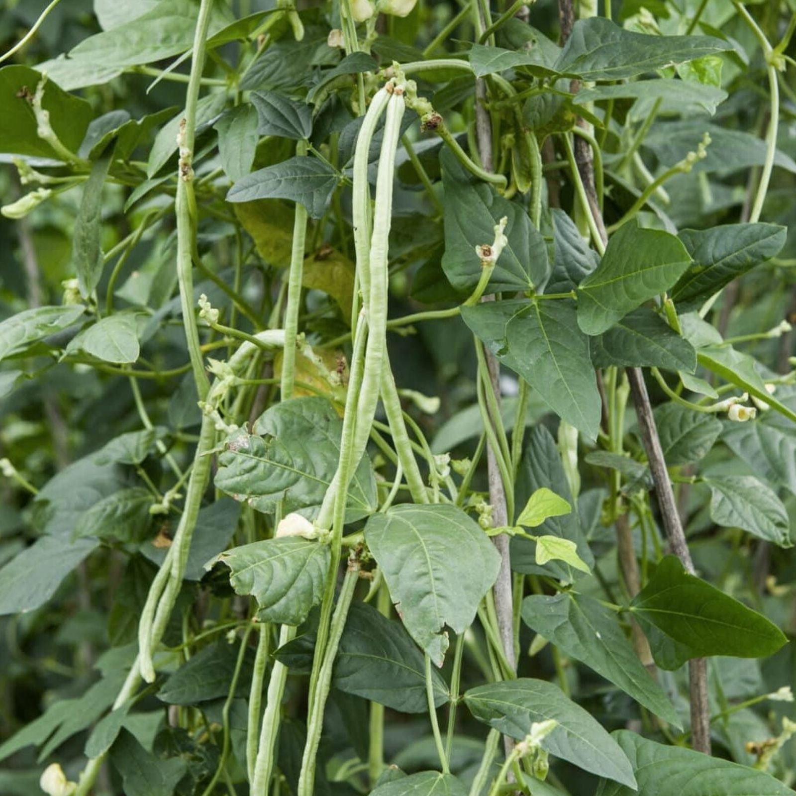 Celebrity Tomato Seeds 50 Pack - Disease Resistant Solanum lycopersicum Vegetable Seeds for Gardening