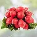 Radish Seeds French Breakfast Heirloom Non-GMO Raphanus sativus Vegetable Seeds 500 Count
