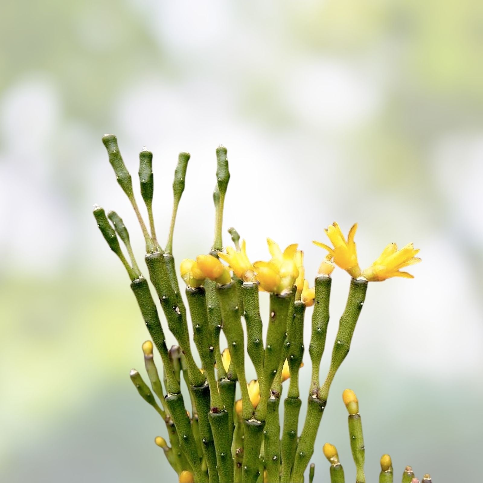 Dancing Bones Cactus 2" Plant | Hatiora salicornioides | Live Succulent Starter | Unique Desert Houseplant | Exotic Cactus