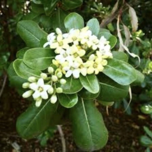 Japanese Cheesewood Tree Seeds 30 Pack – Pittosporum tobira Hardy Evergreen Fragrant Flowers Garden Planting
