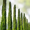 Italian Cypress Seeds – 50 Seeds, Drought Tolerant Evergreen Tree, Cupressus sempervirens, Ornamental Landscaping, Exotic Planting